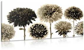 Φωτογραφίστε λουλούδια ντάλια σε διάφορα σχέδια σε σχέδιο σέπια