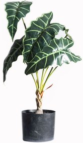 Τεχνητό Φυτό Αλοκάσια 6550-6 38x38x60cm Green Supergreens Πολυαιθυλένιο
