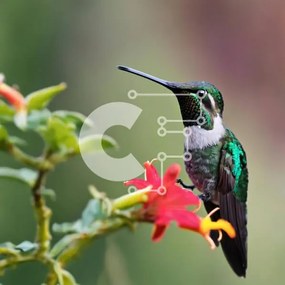 Intra Συλλεκτικό Ξύλινο Παζλ Plywood 4mm - Όμορφο κολίβριο στο πορτοκαλί λουλούδι Σε Ξύλινο Κουτί - Διαστάσεις: 10x10 cm – 25 κομμάτια