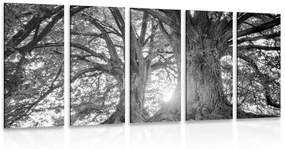 Εικόνα 5 μερών ασπρόμαυρα μεγαλοπρεπή δέντρα