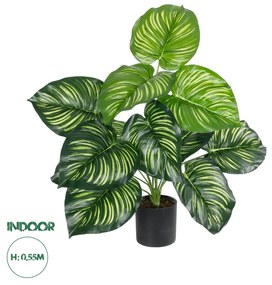 Artificial Garden CALATHEA PLANT 20933 Διακοσμητικό Φυτό Καλαθέα Φ55 x Υ55cm