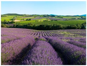 Φωτοταπετσαρία - Lavender fields 200x154