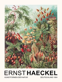 Εκτύπωση έργου τέχνης Muscinae–Laubmoose / Rainforest Plants (Vintage Academia) - Ernst Haeckel, (30 x 40 cm)