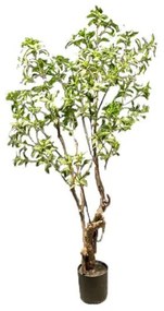 Supergreens Τεχνητό Δέντρο Φίκος "Japonica" Πράσινο 175 εκ.
