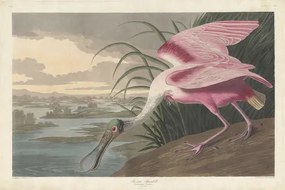 John James (after) Audubon - Εκτύπωση έργου τέχνης Roseate Spoonbill, 1836, (40 x 26.7 cm)