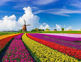 Φωτογραφία Tulips and Windmills, JacobH