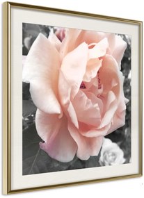 Αφίσα - Delicate Rose - 30x30 - Χρυσό - Με πασπαρτού