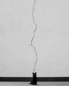 Φωτογραφία Cat thoughts, alizolghadri93