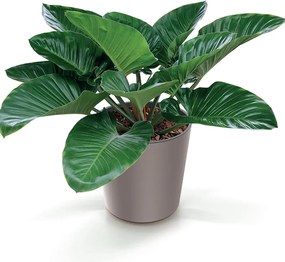 Γλάστρα-κασπώ Urbi mocca Y29,5xΦ30εκ