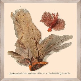 Κάδρο Deliciae Naturae V Fa13357 35X50Cm Beige-L.Brown Mindthegap Κάθετοι Wood