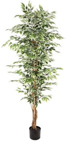 Supergreens Τεχνητό Δέντρο Φίκος \"Benjamina Variegata\" Πράσινο 180 εκ. - 4801-6