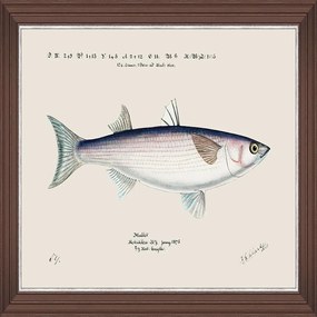 Κάδρο Mediterranean Fish - Grey Mullet By F Clark Fa13376 50X35Cm White-Blue Mindthegap Οριζόντιοι Ξύλο