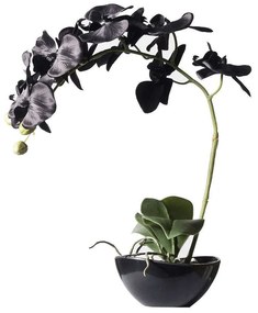 Τεχνητό Φυτό Ορχιδέα Με Κασπώ 1170-6 24x15x48cm Black Supergreens Πολυαιθυλένιο