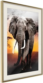 Αφίσα - Majestic Elephant - 20x30 - Χρυσό - Με πασπαρτού