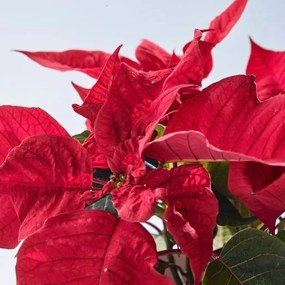 POINSETTIA φυτό σε γλάστρα/Αλεξανδρινό, 13 cm 905.878.45