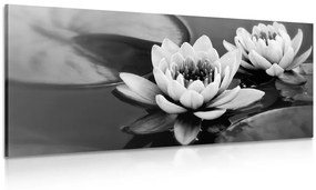 Εικόνα ενός λουλουδιού λωτού σε μια λίμνη σε μαύρο & άσπρο