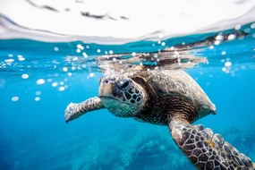 Φωτογραφία Green turtle at the water surface, LL28