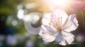 Intra Συλλεκτικό Ξύλινο Παζλ Plywood 4mm - Μονό λευκό λουλούδι σε φυσικό περιβάλλον Σε Ξύλινο Κουτί - Διαστάσεις: 10x10 cm – 25 κομμάτια