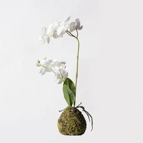 Supergreens Τεχνητό Φυτό Ορχιδέα Phalaenopsis Real Touch Λευκή με Βάση Moss 40 εκ