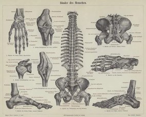 Αναπαραγωγή Ligaments of the human body, German School,