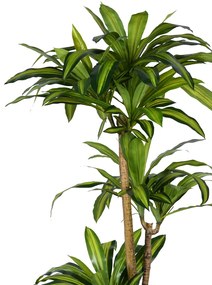 Διακοσμητικό φυτό Dracaena I σε γλάστρα Inart  πράσινο pp Υ170εκ
