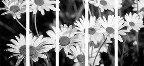 Εικόνα 5 μερών μαργαριτών στον κήπο σε ασπρόμαυρο - 100x50