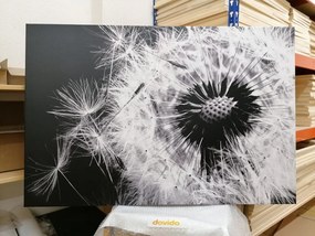 Εικόνα σπόρων πικραλίδας σε ασπρόμαυρο σχέδιο - 60x40