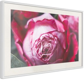 Αφίσα - Blooming Rose - 60x40 - Χρυσό - Χωρίς πασπαρτού