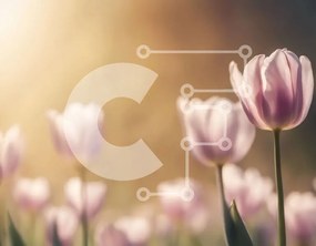 Intra Συλλεκτικό Ξύλινο Παζλ Plywood 4mm - Πεδίο με ροζ τουλίπες σε πλήρη άνθιση Σε Ξύλινο Κουτί - Διαστάσεις: 10x10 cm – 25 κομμάτια