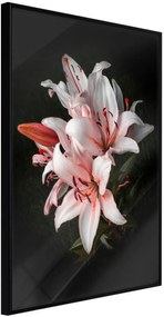 Αφίσα - Pale Pink Lilies - 20x30 - Μαύρο - Χωρίς πασπαρτού