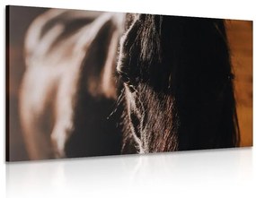 Εικόνα μεγαλοπρεπές άλογο - 120x80