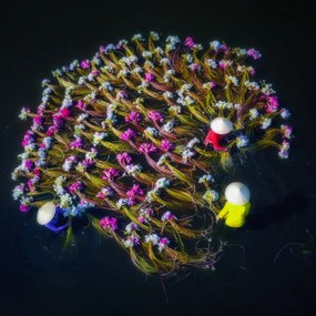 Φωτογραφία Washing water lilies, Nguyen Tan Tuan