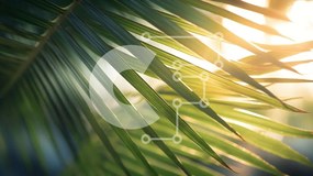 Intra Συλλεκτικό Ξύλινο Παζλ Plywood  4mm - Τροπικό φύλλο φοίνικα με το φως του ήλιου Σε Ξύλινο Κουτί - Διαστάσεις: 10x10 cm – 25 κομμάτια