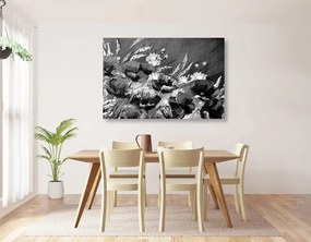 Εικόνα ζωγραφισμένες παπαρούνες αγρού σε ασπρόμαυρο