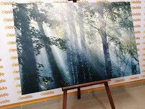 Εικόνα των ακτίνων του ήλιου στο ομιχλώδες δάσος - 60x40