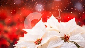 Intra Συλλεκτικό Ξύλινο Παζλ Plywood 4mm - Λευκά λουλούδια Poinsettia με κόκκινα και λευκά διακοσμητικά Σε Ξύλινο Κουτί - Διαστάσεις: 10x10 cm – 25 κομμάτια