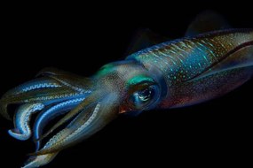 Φωτογραφία Reef squid, Aleksei Permiakov