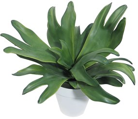 Plant in Pot CONCORAL 38cm Cuerno de Alce 4895011-00N3