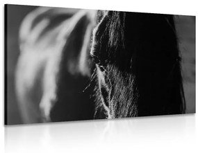 Εικόνα ενός μεγαλοπρεπούς αλόγου σε ασπρόμαυρο - 120x80