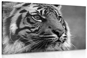 Εικόνα μιας τίγρης της Βεγγάλης σε ασπρόμαυρο