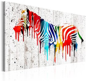 Πίνακας - Colourful Zebra 60x40