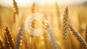 Intra Συλλεκτικό Ξύλινο Παζλ Plywood 4mm - Χρυσό Σιτάρι Έτοιμο για Συγκομιδή Σε Ξύλινο Κουτί - Διαστάσεις: 10x10 cm – 25 κομμάτια