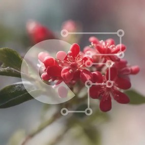 Intra Συλλεκτικό Ξύλινο Παζλ Plywood 4mm - Κοντινό πλάνο κόκκινο λουλούδι με πράσινα φύλλα Σε Ξύλινο Κουτί - Διαστάσεις: 10x10 cm – 25 κομμάτια