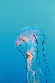 Φωτογραφία Purple striped jellyfish, Chrysaora colorata, LagunaticPhoto