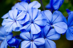 Εικόνα με άγρια ​​μπλε λουλούδια - 120x80