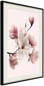 Αφίσα - Blooming Magnolias I - 40x60 - Μαύρο - Με πασπαρτού