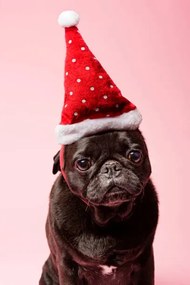 Φωτογραφία Grumpy Pug Wearing a Christmas Hat, ClarkandCompany