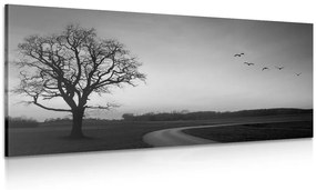 Εικόνα ενός γοητευτικού δέντρου σε ασπρόμαυρο - 100x50