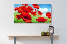 Εικόνα λουλούδια παπαρούνας στο λιβάδι - 100x50