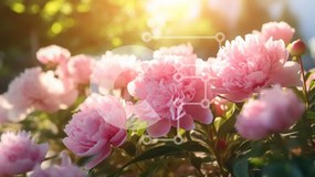 Intra Συλλεκτικό Ξύλινο Παζλ Plywood  4mm - Ομάδα ροζ παιώνιες σε άνθιση με το φως του ήλιου Σε Ξύλινο Κουτί - Διαστάσεις: 10x10 cm – 25 κομμάτια